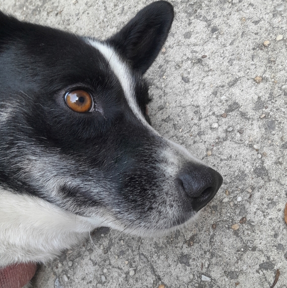 Meet your Posher, Lilly - Picture 6 of 6